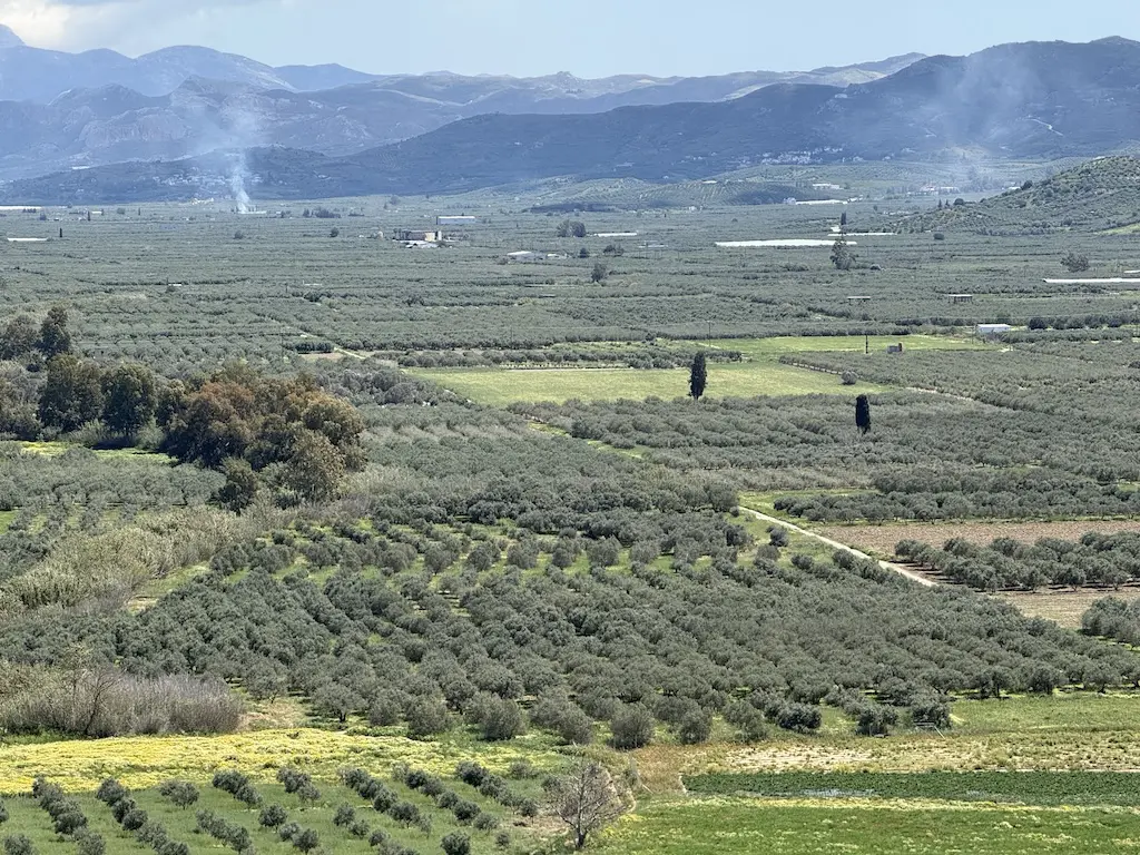 Visit Peloponnesse olive groves The Greek Taxi Private Tour
